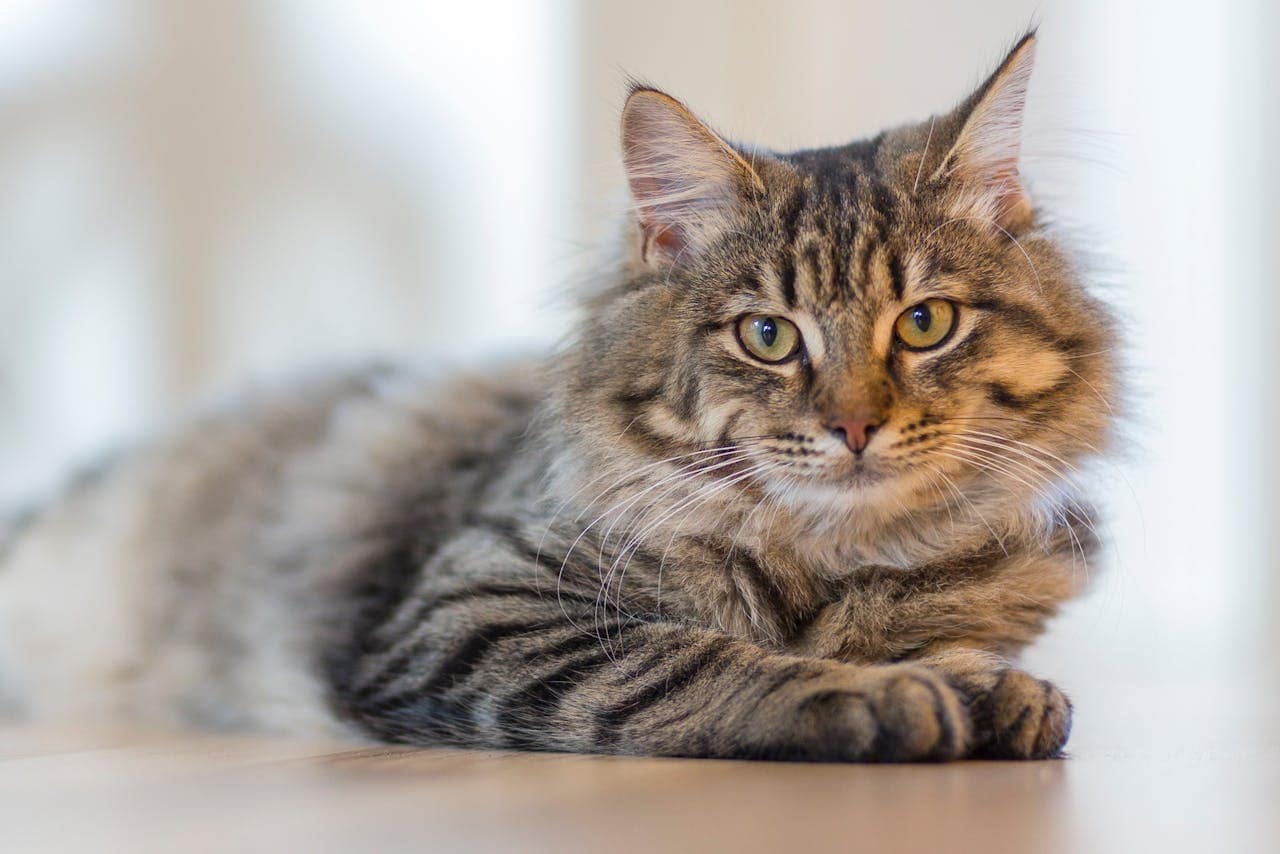 Fluffy tabby cat lounging indoors, exuding calm and curiosity.