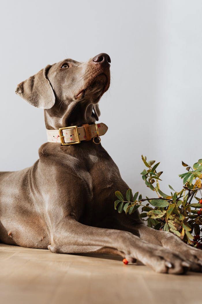 A graceful Weimaraner dog elegantly poses indoors next to a plant.